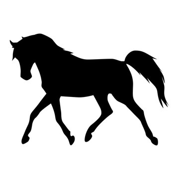 Silhouette of horse