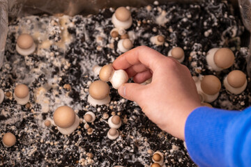  Mushrooms box.mushroom into the soil. Growing and collecting champignons.Brown mushrooms in a hand...
