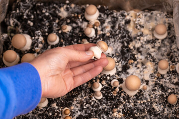 mushroom into the soil. Growing and collecting champignons.Brown mushrooms in a hand close -up.Growing mushrooms at home.Brown champignon in the hand on many champignons background 