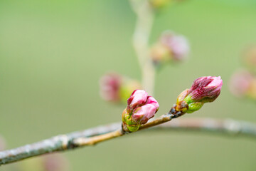 桜の蕾