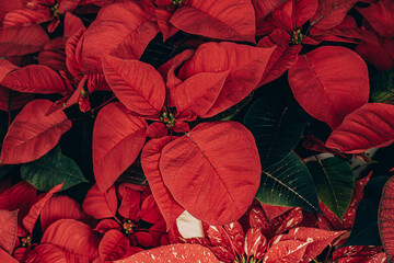 christmas background red poinsettia flower in closeup