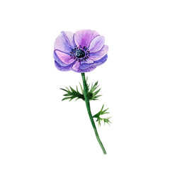 Watercolor lilac flower anemone