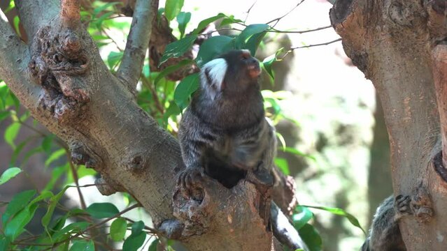 Wildlife close up shot of a cute little common marmoset, callithrix jacchus sitting on top of the tree, wondering around its surrounding environment.
