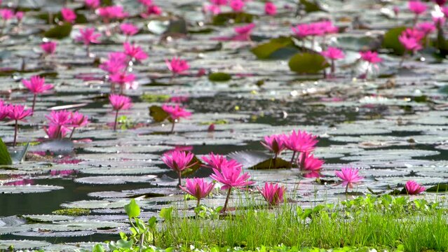 Pink lotus lily Nymphaea pubescens in natural pond environment, shallow DOF