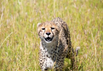 Cheetah in serengeti national park smiling for the camera