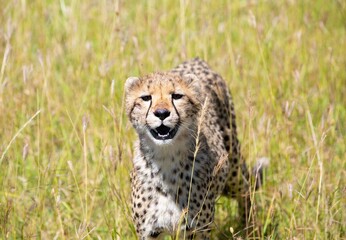 Cheetah in serengeti national park smiling for the camera