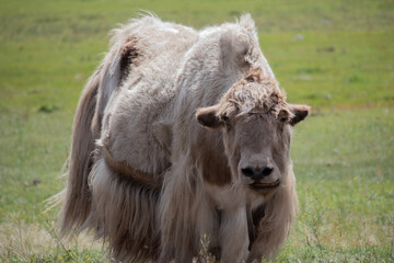 Fototapeta premium Yak