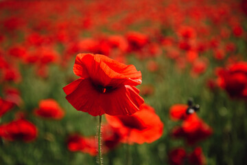 Obraz premium Poppy flowers field. Anzac day. Historic war memory. Anzac background. Poppy field, Memorial Remembrance day.