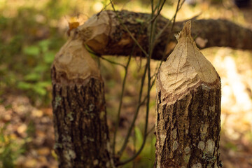 Close-up of trunks of trees gnawed eaten damaged by beavers for building dam on sunny day in forest park in autumn.