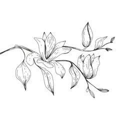 branch with magnolia flowers in hand drawn style