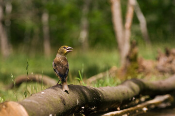 Appelvink, Hawfinch, Coccothraustes coccothraustes