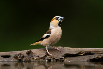 Obraz premium Appelvink, Hawfinch, Coccothraustes Coccothraustes