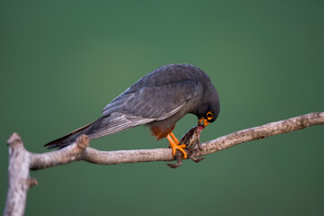 Roodpootvalk, Red-footed Falcon, Falco vespertinus