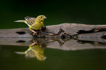 Geelgors, Yellowhammer, Emberiza citrinella
