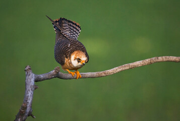 Roodpootvalk, Red-footed Falcon, Falco vespertinus