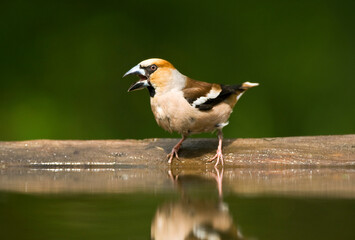 Fototapeta premium Appelvink, Hawfinch, Coccothraustes Coccothraustes