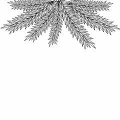  Natural frame, background of Christmas tree branches. Contour hand drawing. For greetings, invitations, postcards