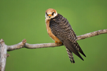 Roodpootvalk, Red-footed Falcon, Falco vespertinus