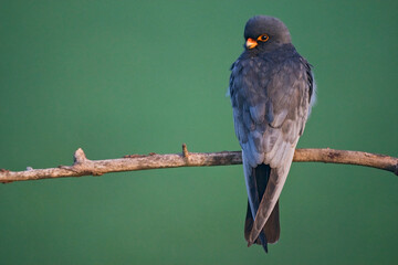 Roodpootvalk, Red-Footed Falcon, Falco vespertinus