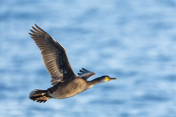 European Shag, Phalacrocorax aristotelis aristotelis