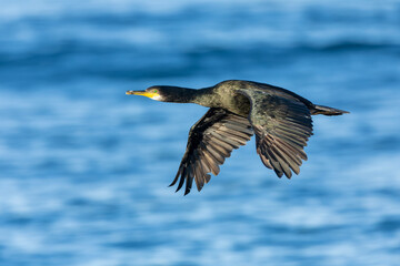 European Shag, Phalacrocorax aristotelis aristotelis