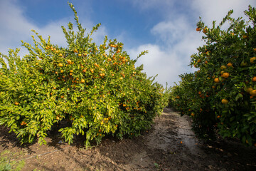 Fototapeta na wymiar Ripe tangerines ready for harvest in the garden