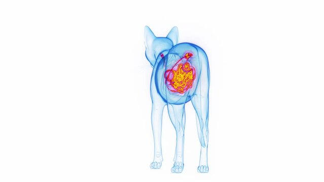 3D medical animation of the digestive organs of a cat