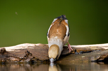 Appelvink, Hawfinch, Coccothraustes coccothraustes
