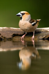 Obraz premium Appelvink, Hawfinch, Coccothraustes coccothraustes