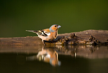 Vink, Common Chaffinch, Fringilla coelebs