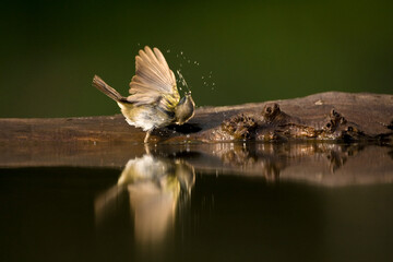 Tjiftjaf, Common Chiffchaff, Phylloscopus collybita
