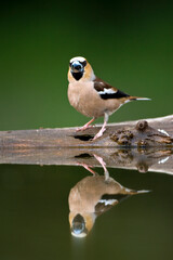 Appelvink, Hawfinch, Coccothraustes coccothraustes