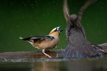 Appelvink, Hawfinch, Coccothraustes coccothraustes