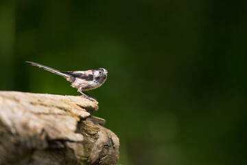 Staartmees, Long-tailed Bushtit, Aegithalos caudatus