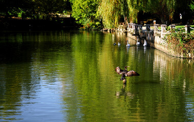 Beautiful green pond  with a cormorant, selective focus.   