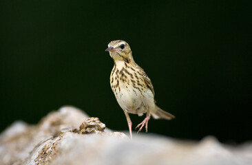 Boompieper, Tree Pipit, Anthus trivialis
