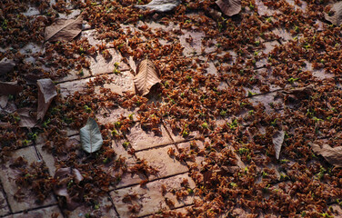 Dry flowers and leaves on the tile floor