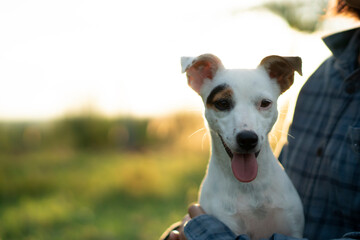 young smiling cute jack Russell dog  is sitting with her owner while they are picnicking.