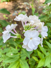 Garden phlox