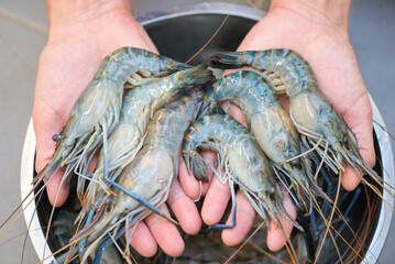raw shrimps on hand washing shrimp on bowl, fresh shrimp prawns for cooking seafood food in the...