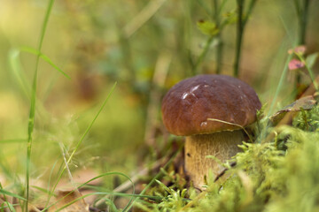 Close-up of amazing boletus edulis white cep mushroom growing in park forest field among green grass, moss, plants.