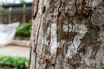 Fototapeta premium Texture of old wood plank use for background.
