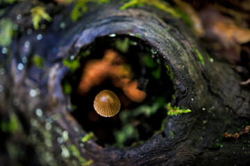 Mycena sp. Small mushroom growing inside a trunk.