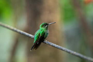 Green-crowned brilliant on tree branch