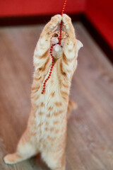 Obraz premium Scottish fold ginger young cat on at home, playful kitten, funny, love domestic pets.