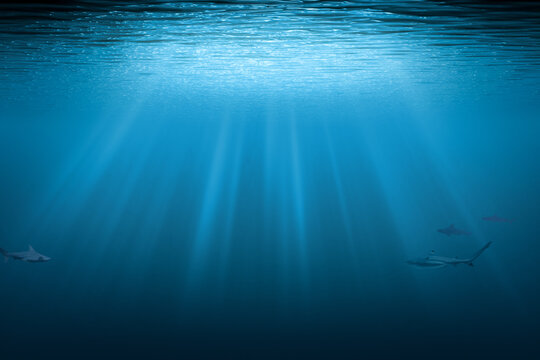 Sharks underwater background with copy space. Blue water with sunbeams.