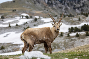 Portrait of an ibex with beautiful horns in the Vercors, France