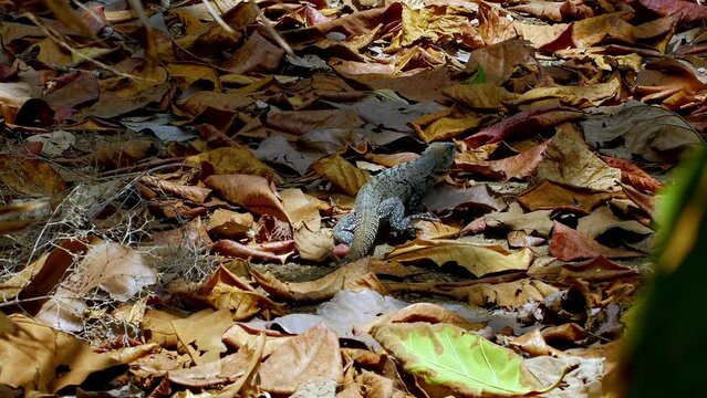 Strange unique iguana lizard green meanders it crawls on front of the camera breathing in the jungle of Costa Ricanest to a tree on a beautiful sunny day with loads of jungle trees leaves sun etc