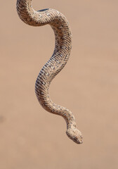 Peringuey's adder