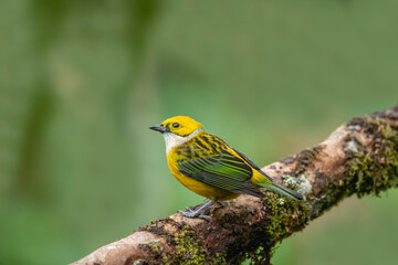Fototapeta premium On a tree branch , Silver-throated tanager